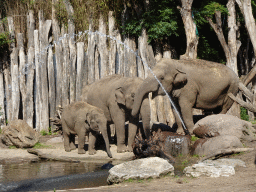 Asian Elephants drinking water at the DierenPark Amersfoort zoo