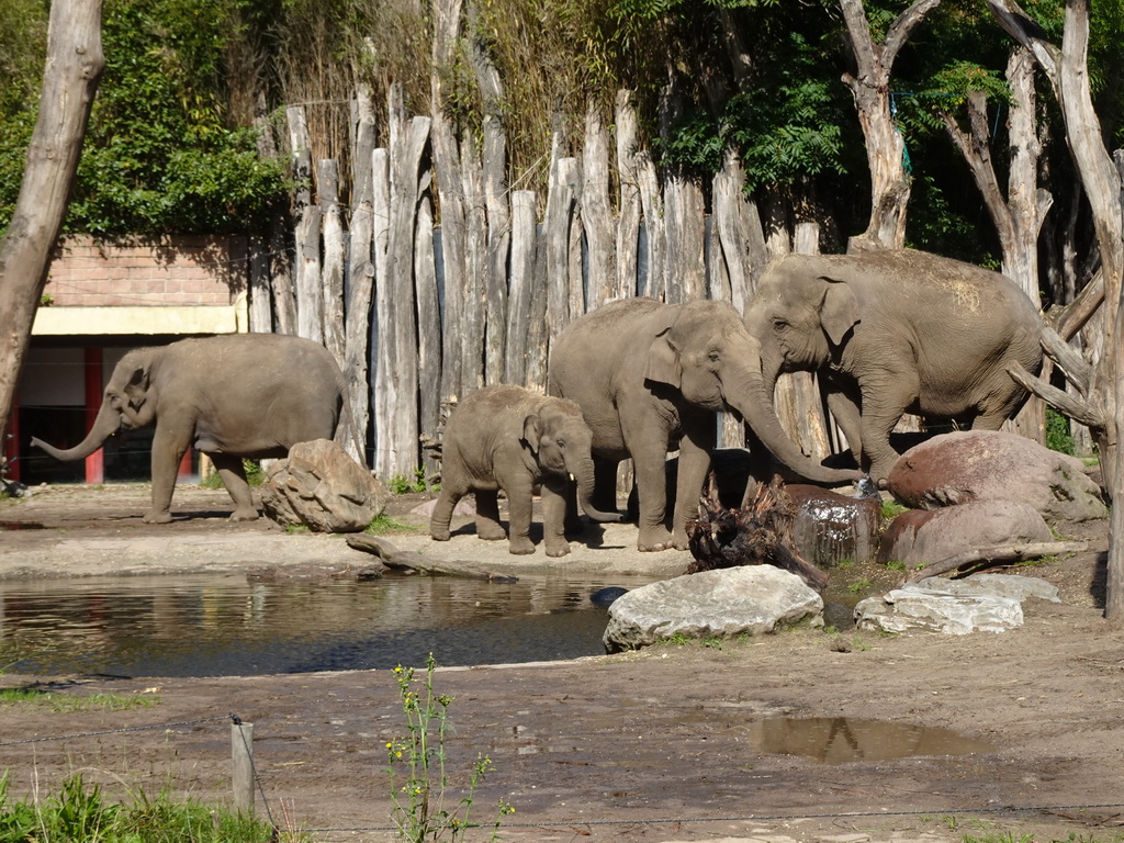 Asian Elephants drinking water at the DierenPark Amersfoort zoo