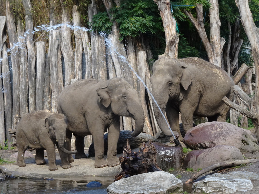 Asian Elephants drinking water at the DierenPark Amersfoort zoo