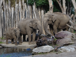 Asian Elephants drinking water at the DierenPark Amersfoort zoo
