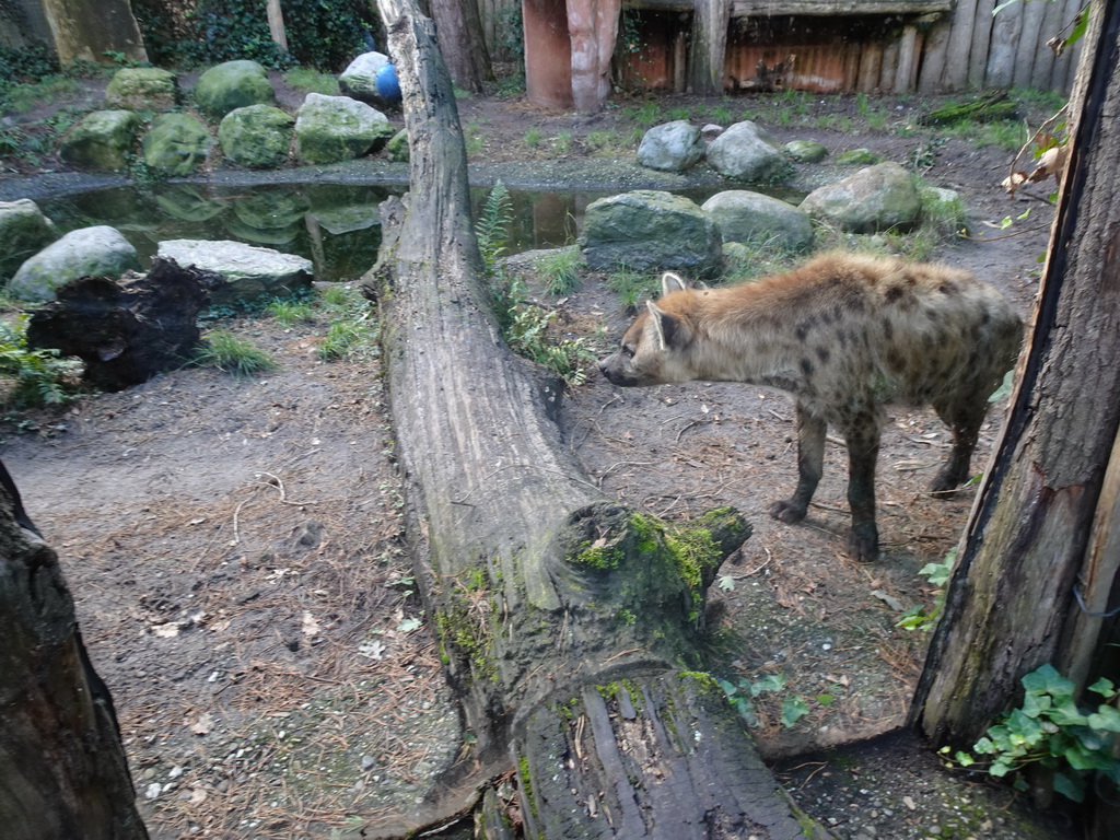 Spotted Hyena at the DierenPark Amersfoort zoo