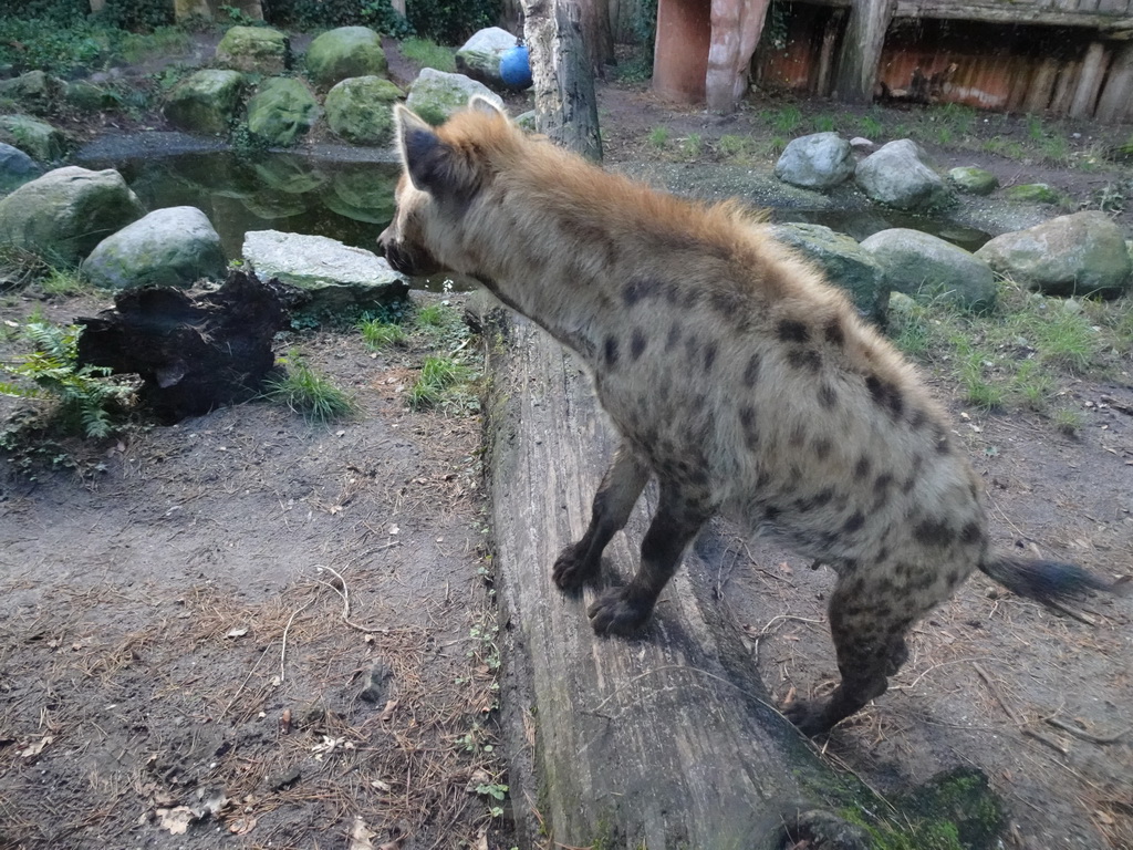 Spotted Hyena at the DierenPark Amersfoort zoo