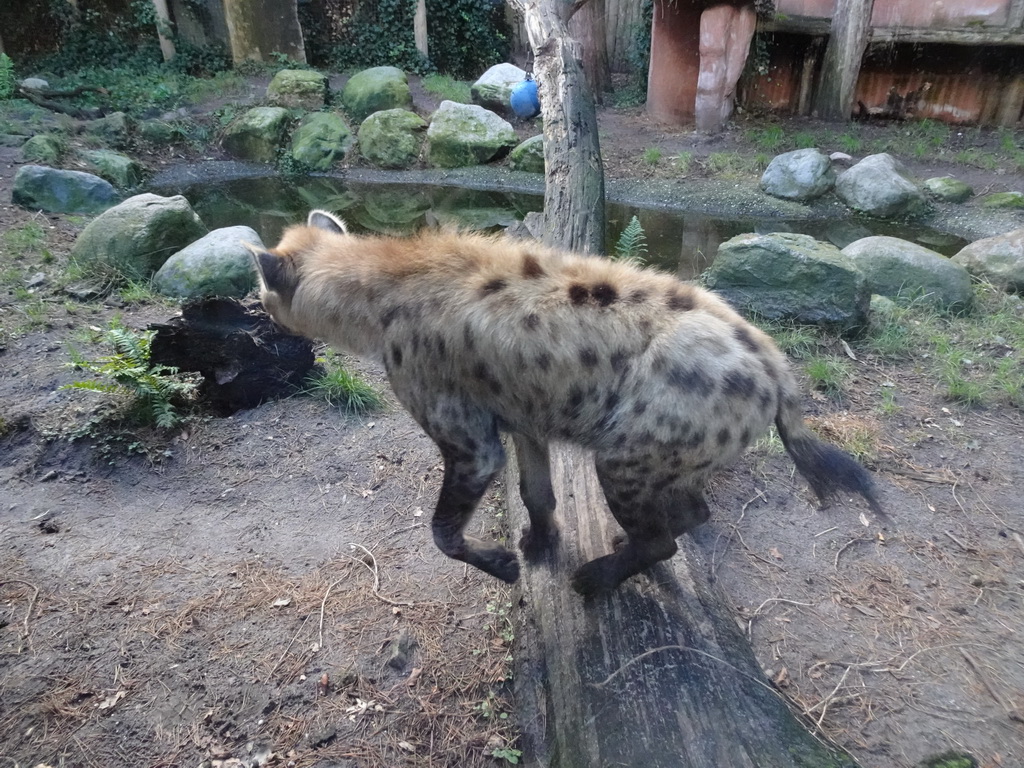 Spotted Hyena at the DierenPark Amersfoort zoo