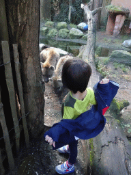 Max with Spotted Hyenas at the DierenPark Amersfoort zoo