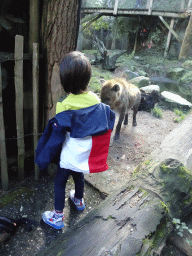 Max with a Spotted Hyena at the DierenPark Amersfoort zoo
