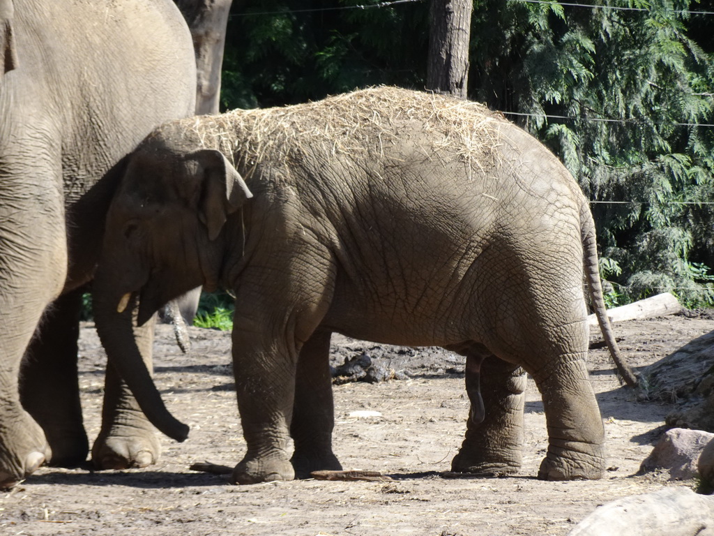 Young Asian Elephant at the DierenPark Amersfoort zoo