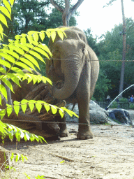 Asian Elephant at the DierenPark Amersfoort zoo