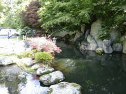 Pond with fishes and waterfall at the Japanese Garden at the DierenPark Amersfoort zoo