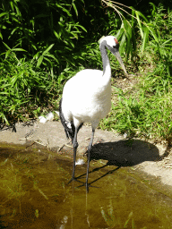 Red-crowned Crane at the Japanese Garden at the DierenPark Amersfoort zoo