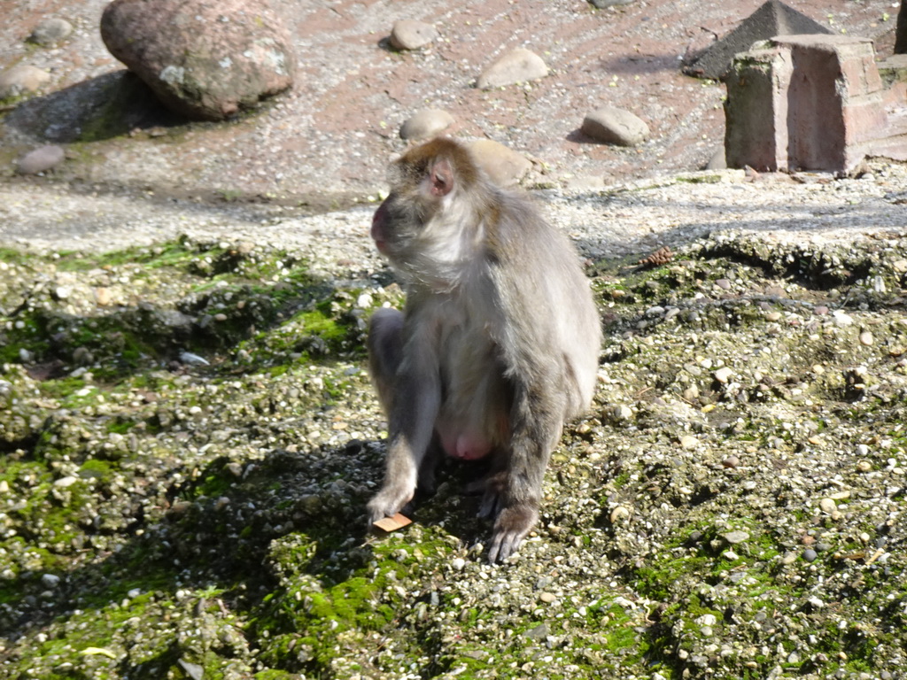 Japanese Macaque at the DierenPark Amersfoort zoo