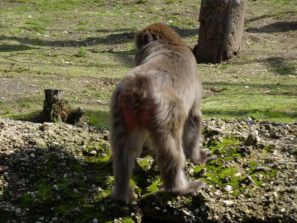 Japanese Macaque at the DierenPark Amersfoort zoo