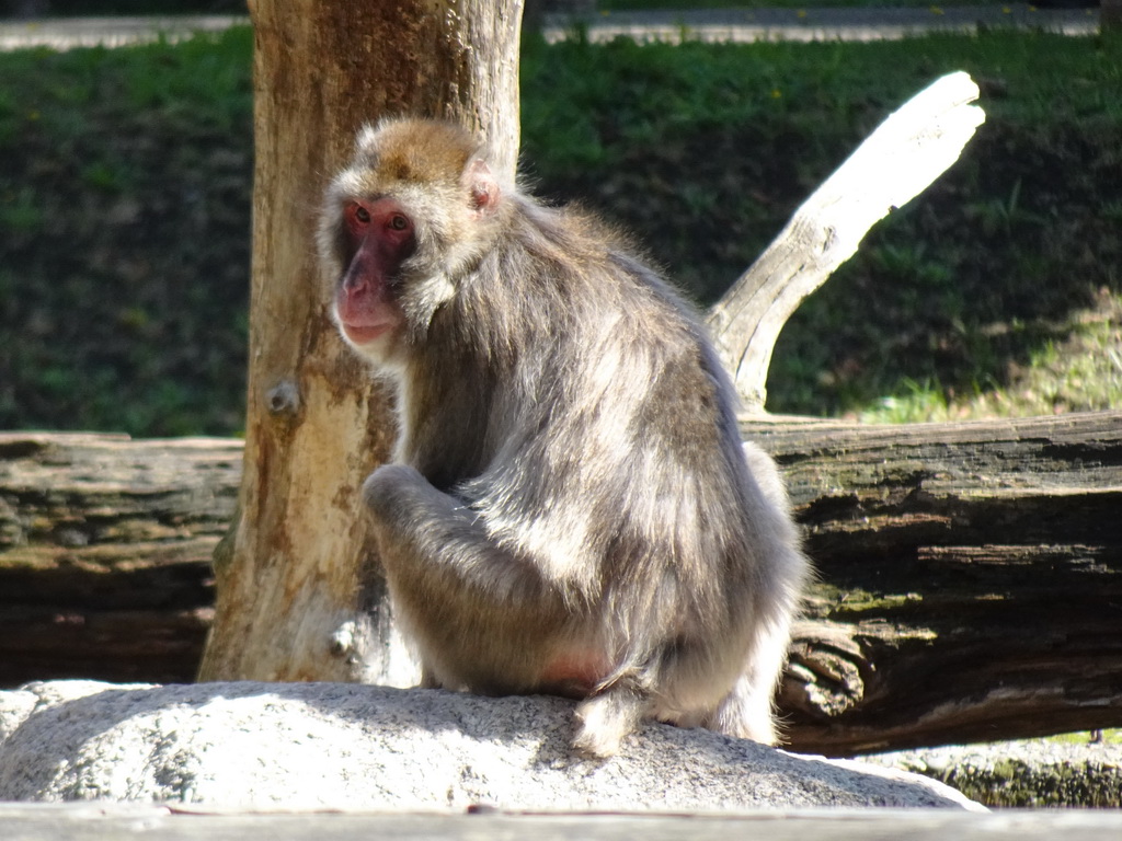 Japanese Macaque at the DierenPark Amersfoort zoo