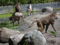 Hamadryas Baboons at the City of Antiquity at the DierenPark Amersfoort zoo