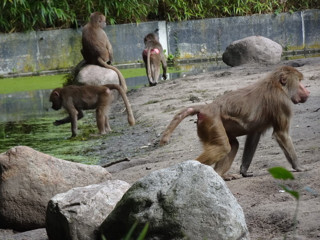 Hamadryas Baboons at the City of Antiquity at the DierenPark Amersfoort zoo