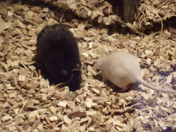 Rats at the City of Antiquity at the DierenPark Amersfoort zoo