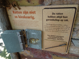 Information on Rats at the City of Antiquity at the DierenPark Amersfoort zoo