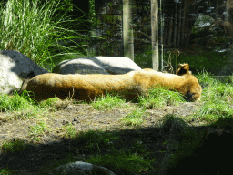 Lion at the City of Antiquity at the DierenPark Amersfoort zoo