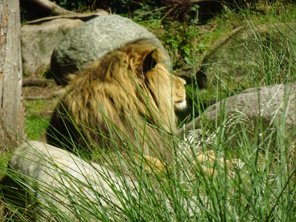 Lion at the City of Antiquity at the DierenPark Amersfoort zoo