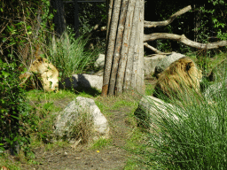 Lions at the City of Antiquity at the DierenPark Amersfoort zoo