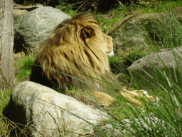 Lion at the City of Antiquity at the DierenPark Amersfoort zoo