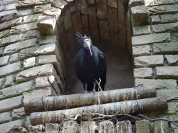 Northern Bald Ibis at the City of Antiquity at the DierenPark Amersfoort zoo