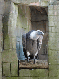 Griffon Vulture at the City of Antiquity at the DierenPark Amersfoort zoo, viewed from the Palace of King Darius