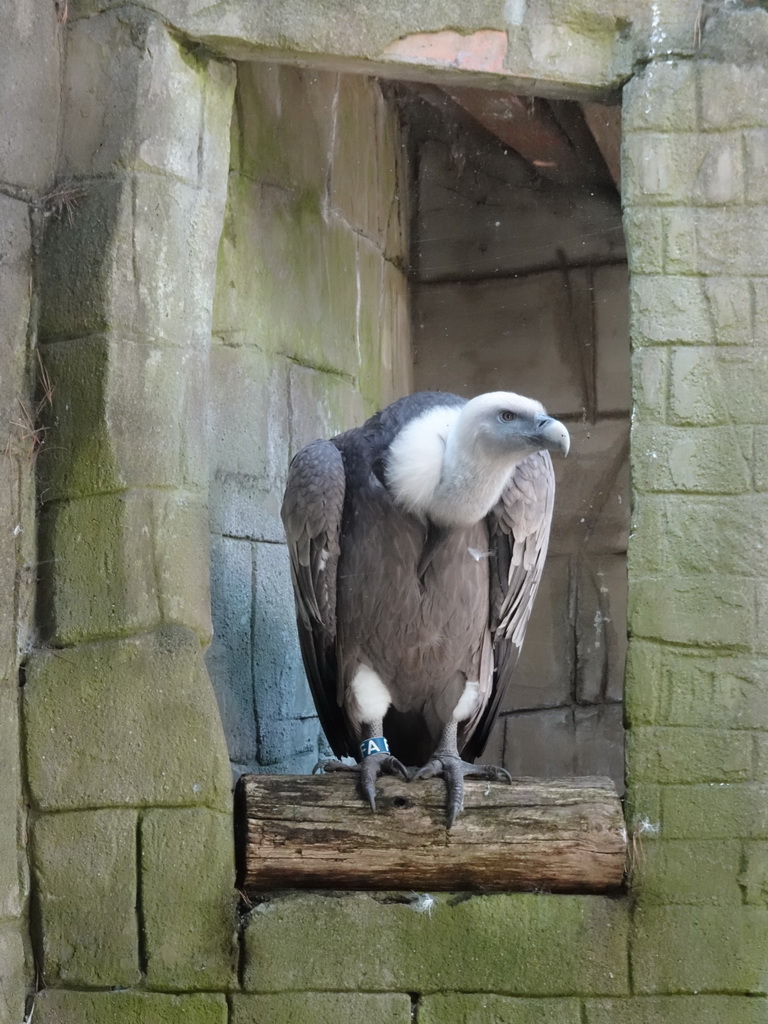 Griffon Vulture at the City of Antiquity at the DierenPark Amersfoort zoo, viewed from the Palace of King Darius