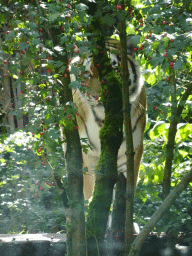 Siberian Tiger at the City of Antiquity at the DierenPark Amersfoort zoo, viewed from the Palace of King Darius