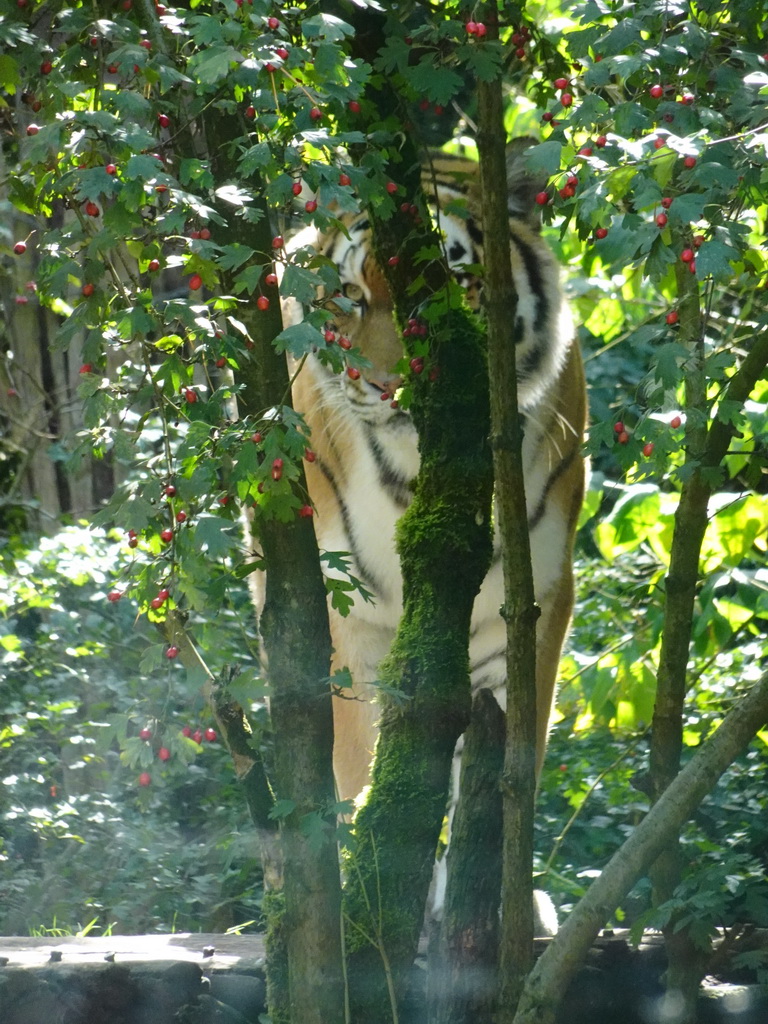 Siberian Tiger at the City of Antiquity at the DierenPark Amersfoort zoo, viewed from the Palace of King Darius