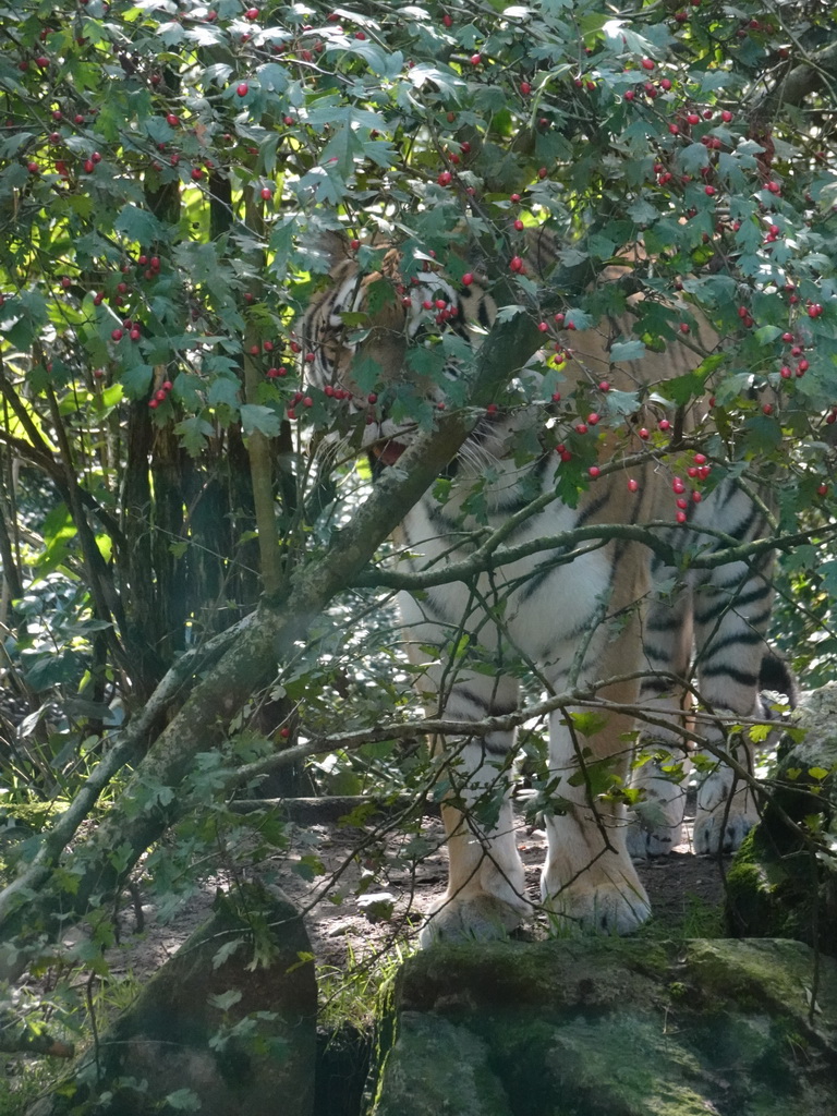 Siberian Tiger at the City of Antiquity at the DierenPark Amersfoort zoo, viewed from the Palace of King Darius