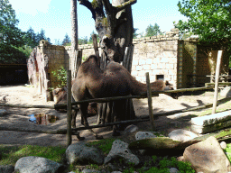 Camels at the City of Antiquity at the DierenPark Amersfoort zoo