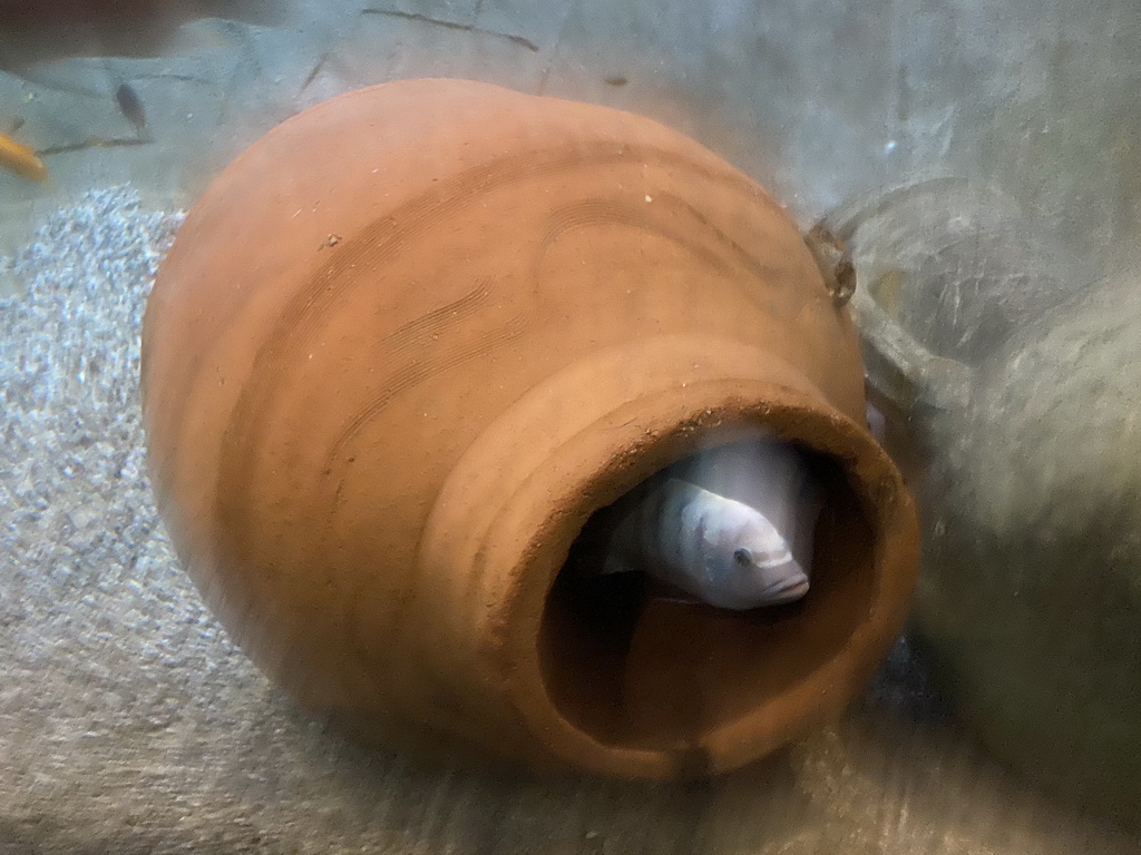 Vase with a fish at the City of Antiquity at the DierenPark Amersfoort zoo