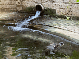 Dwarf Crocodile and waterfall at the City of Antiquity at the DierenPark Amersfoort zoo