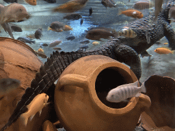 Dwarf Crocodile and fishes at the City of Antiquity at the DierenPark Amersfoort zoo