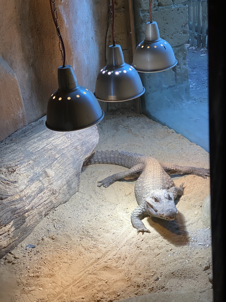 Dwarf Crocodile at the City of Antiquity at the DierenPark Amersfoort zoo