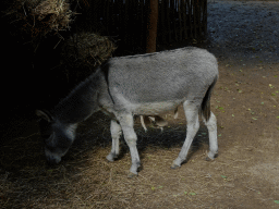 Donkey at the City of Antiquity at the DierenPark Amersfoort zoo