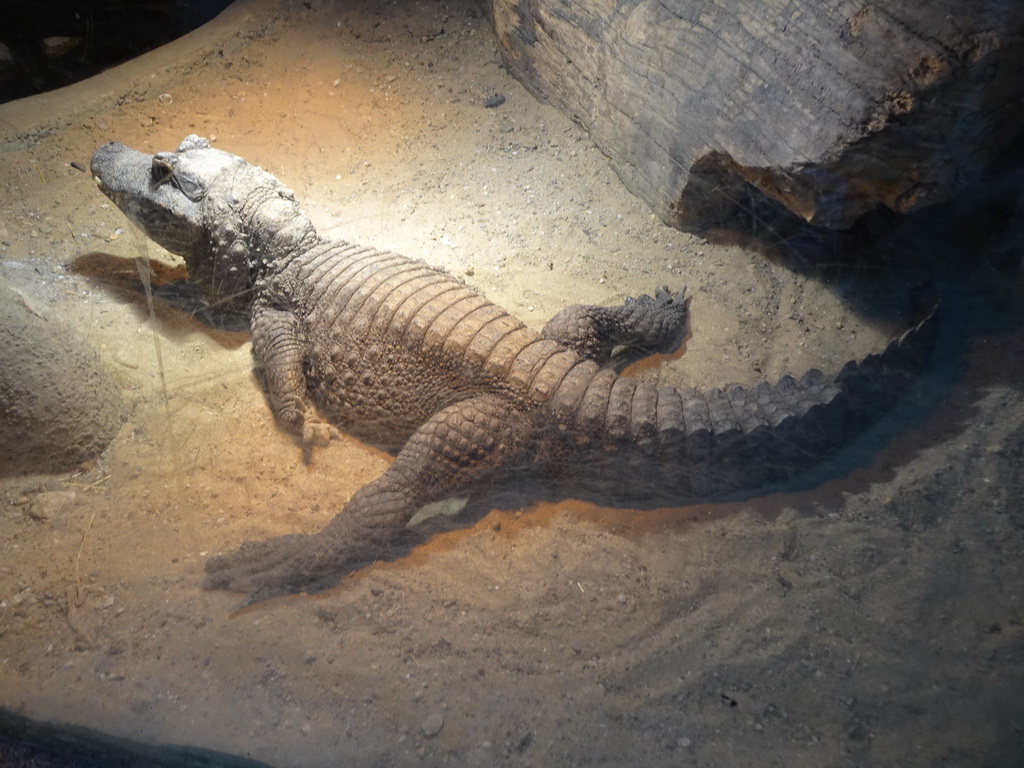 Dwarf Crocodile at the City of Antiquity at the DierenPark Amersfoort zoo