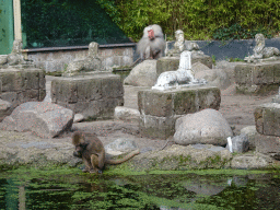 Hamadryas Baboons and statues at the City of Antiquity at the DierenPark Amersfoort zoo