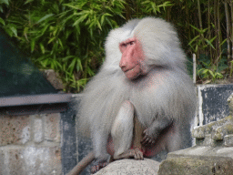 Hamadryas Baboon at the City of Antiquity at the DierenPark Amersfoort zoo