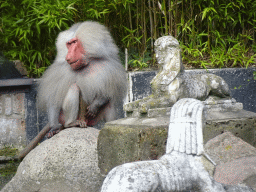 Hamadryas Baboon and statues at the City of Antiquity at the DierenPark Amersfoort zoo