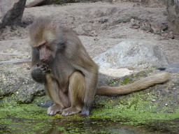 Hamadryas Baboon at the City of Antiquity at the DierenPark Amersfoort zoo