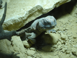 Bell`s Dabb Lizard at the City of Antiquity at the DierenPark Amersfoort zoo