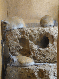 Cairo Spiny Mice at the City of Antiquity at the DierenPark Amersfoort zoo