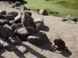 Hamadryas Baboons at the City of Antiquity at the DierenPark Amersfoort zoo