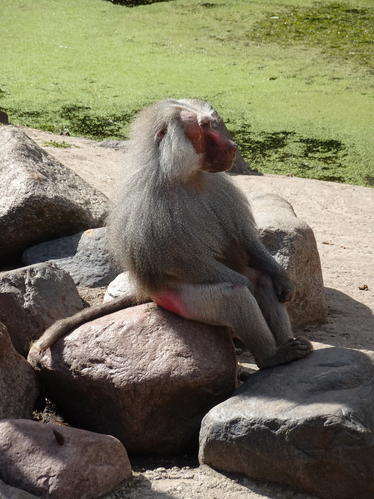 Hamadryas Baboon at the City of Antiquity at the DierenPark Amersfoort zoo