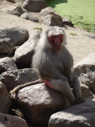 Hamadryas Baboon at the City of Antiquity at the DierenPark Amersfoort zoo