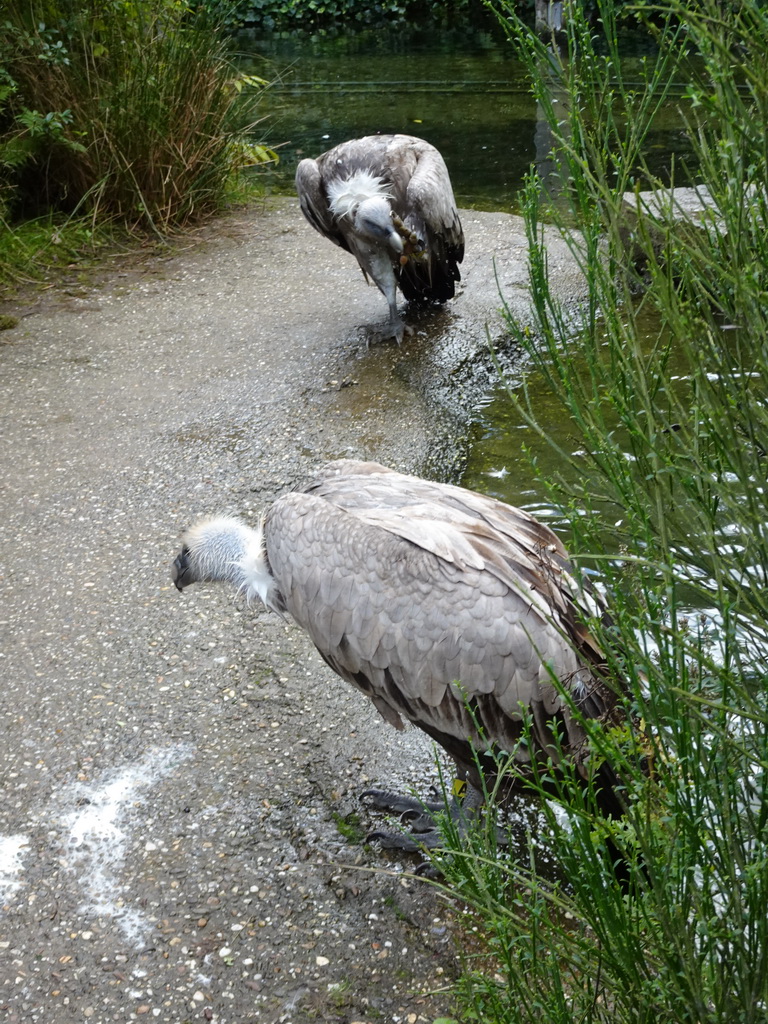 Griffon Vultures in the Snavelrijk aviary at the DierenPark Amersfoort zoo