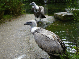 Griffon Vultures in the Snavelrijk aviary at the DierenPark Amersfoort zoo