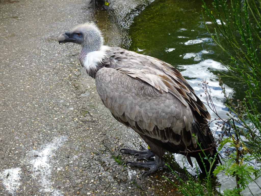 Griffon Vulture in the Snavelrijk aviary at the DierenPark Amersfoort zoo