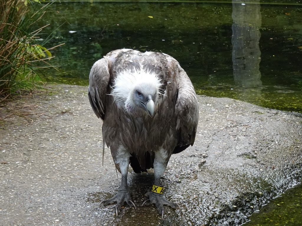 Griffon Vulture in the Snavelrijk aviary at the DierenPark Amersfoort zoo